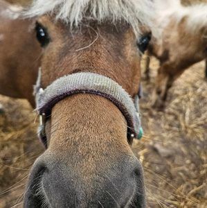 Meet your Posher, Penny